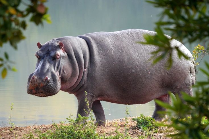 Pygmy Hippopotamuses
