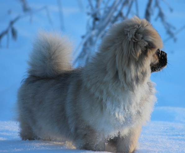 Tibetan spaniel