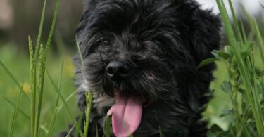black long coat small dog on green grass