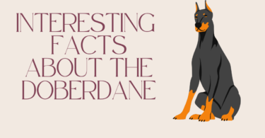 Interesting facts about the Doberdane